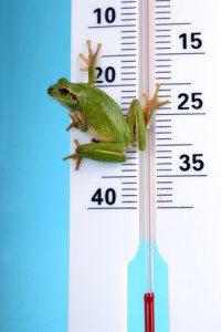 Météo - Rainette verte sur thermomètre 01