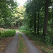 Waldweg_Meannliche